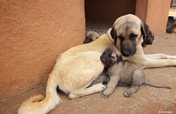Help Dogs Save Cats