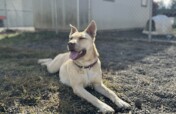 Change the Lives of Troubled Youth & Shelter Dogs