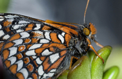 Saving Endangered Pacific Northwest Butterflies
