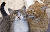FCCO Spay/Neuter Clinics for Feral and Stray Cats