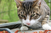 National Feral Cat Day (Oct 16) spay/neuter events