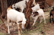 Help180 orphaned households access income & food