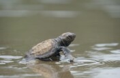 Sea Turtle Conservation & Environmental Education