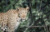 Protecting Jaguars and Biodiversity in the Amazon