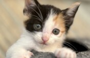 Rescue cats from being euthanized at local shelter