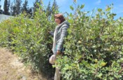 Plant Organic Fruit Trees with African Farmers